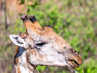 Rezerwat w Chobe (Botswana)